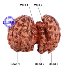 Load image into Gallery viewer, Trijudi Rudraksha from Indonesia Bead No. - 39
