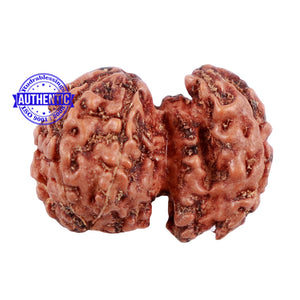 Trijudi Rudraksha from Indonesia Bead No. - 39