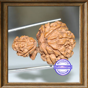 9 Mukhi Trijudi Rudraksha from Nepal (Mini) - Bead 2