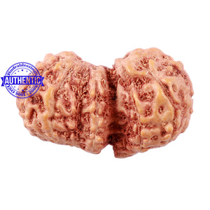Trijudi Rudraksha from Indonesia Bead No. - 40