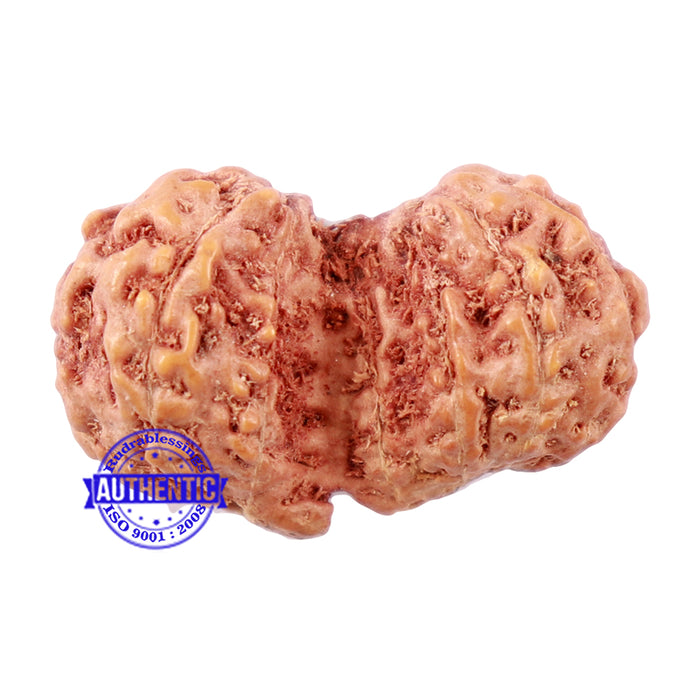 Trijudi Rudraksha from Indonesia Bead No. - 40
