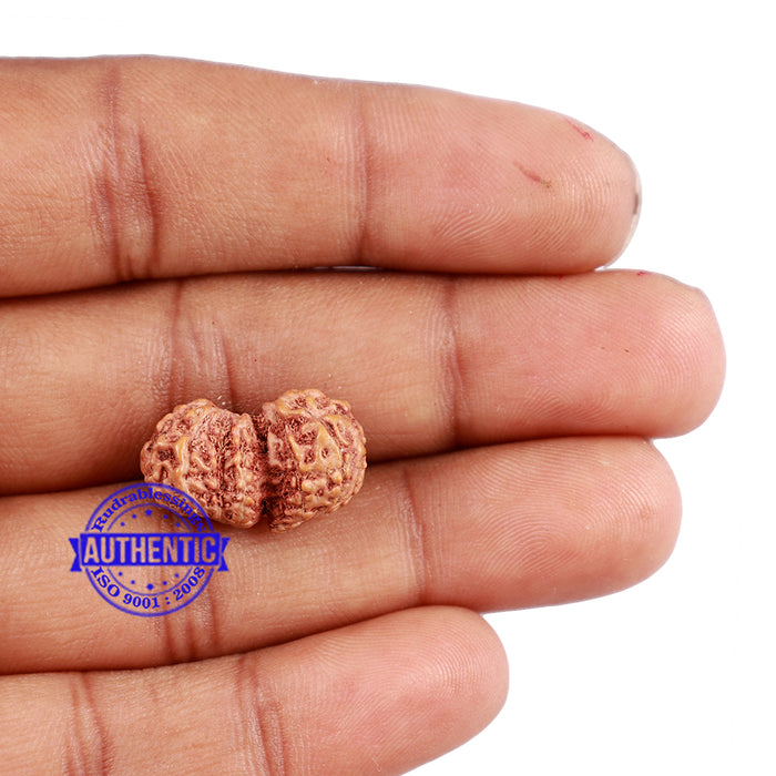 Trijudi Rudraksha from Indonesia Bead No. - 40