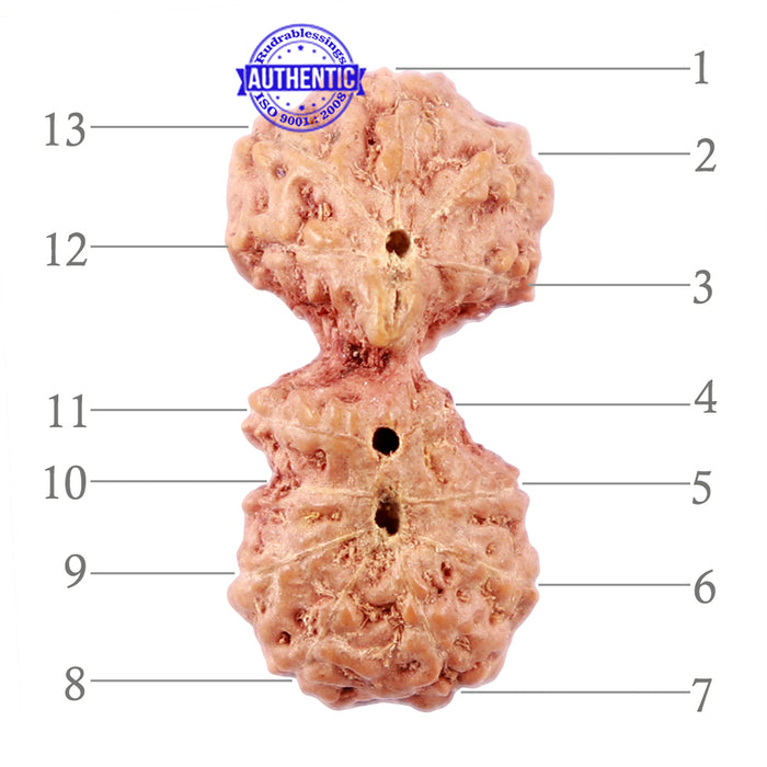 Trijudi Rudraksha from Indonesia Bead No. - 40