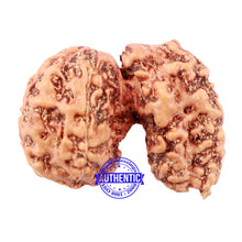 Load image into Gallery viewer, Trijudi Rudraksha from Indonesia Bead No. - 41
