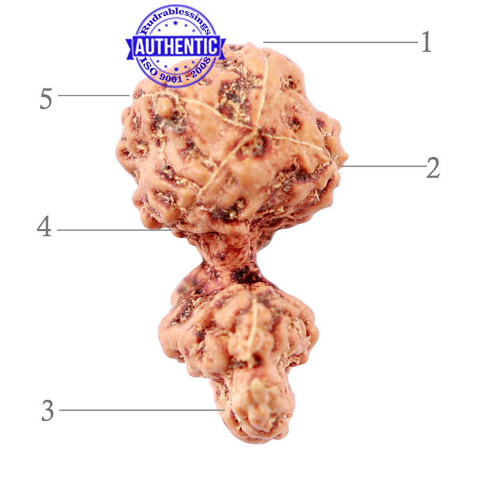 Trijudi Rudraksha from Indonesia Bead No. - 41