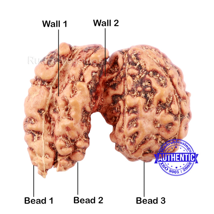 Trijudi Rudraksha from Indonesia Bead No. - 41