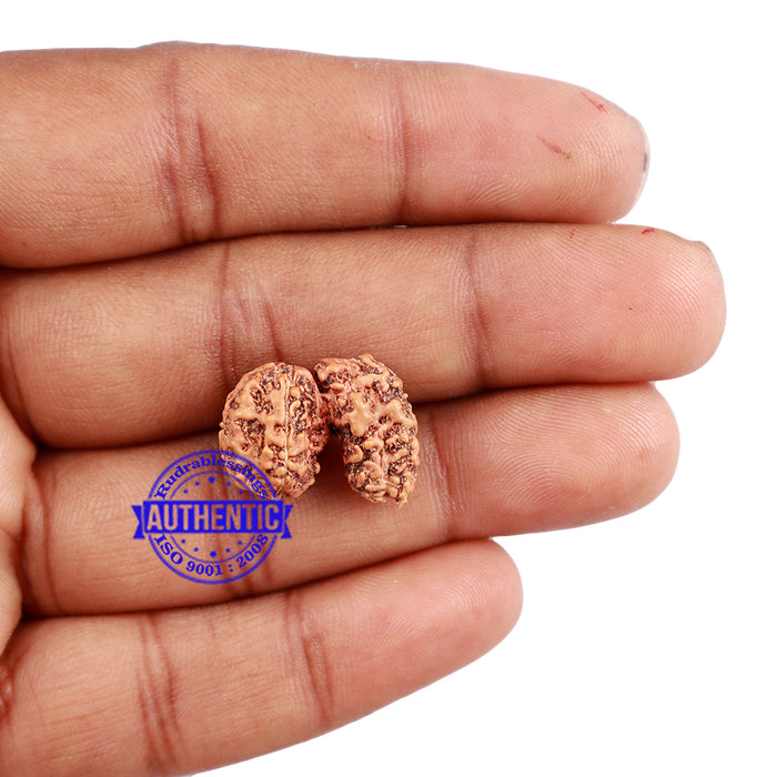 Trijudi Rudraksha from Indonesia Bead No. - 41