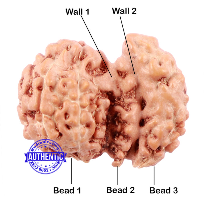 Trijudi Rudraksha from Indonesia Bead No. - 42