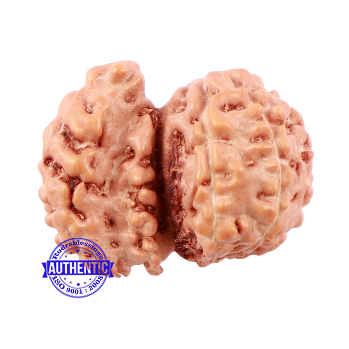 Trijudi Rudraksha from Indonesia Bead No. - 42