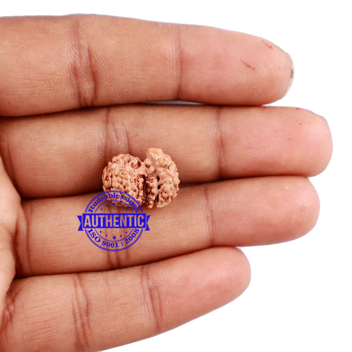 Trijudi Rudraksha from Indonesia Bead No. - 42