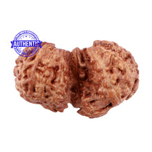 Load image into Gallery viewer, Trijudi Rudraksha from Indonesia Bead No. - 43
