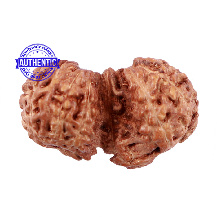 Trijudi Rudraksha from Indonesia Bead No. - 43