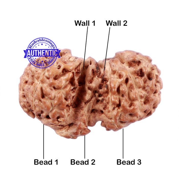 Trijudi Rudraksha from Indonesia Bead No. - 43