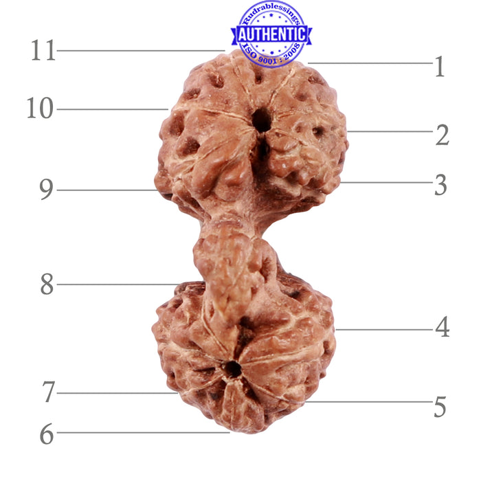 Trijudi Rudraksha from Indonesia Bead No. - 43