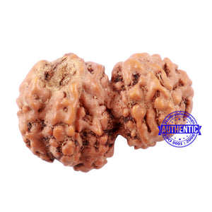 Trijudi Rudraksha from Indonesia Bead No. - 44