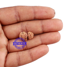 Load image into Gallery viewer, Trijudi Rudraksha from Indonesia Bead No. - 44
