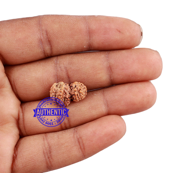 Trijudi Rudraksha from Indonesia Bead No. - 44