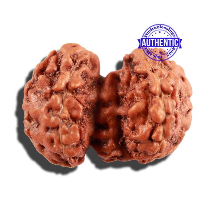 Trijudi Rudraksha from Indonesia Bead No. 49
