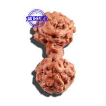 Load image into Gallery viewer, Trijudi Rudraksha from Indonesia Bead No. 49
