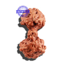 Load image into Gallery viewer, Trijudi Rudraksha from Indonesia Bead No. 49
