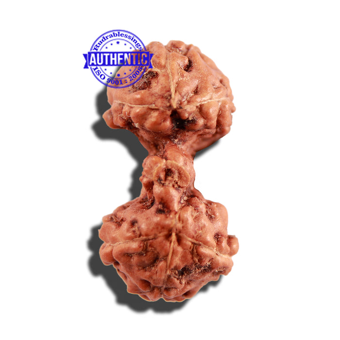 Trijudi Rudraksha from Indonesia Bead No. 49