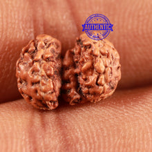 Load image into Gallery viewer, Trijudi Rudraksha from Indonesia Bead No. 49
