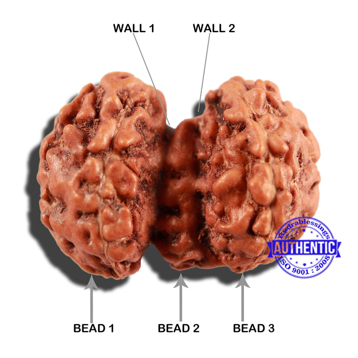 Trijudi Rudraksha from Indonesia Bead No. 49