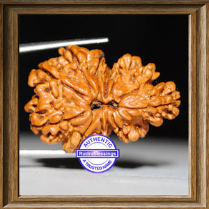 9 Mukhi Trijudi Rudraksha from Nepal - Bead 5