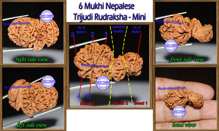 6 Mukhi Trijudi Rudraksha from Nepal - Bead No. 11