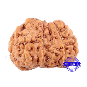 Trijudi Rudraksha from Indonesia Bead No. - 32