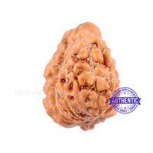 Load image into Gallery viewer, Trijudi Rudraksha from Indonesia Bead No. - 32
