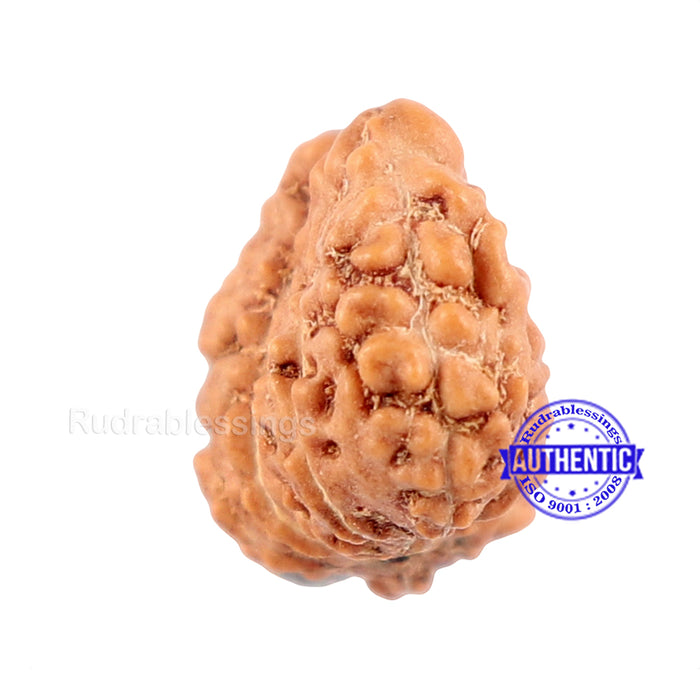 Trijudi Rudraksha from Indonesia Bead No. - 32