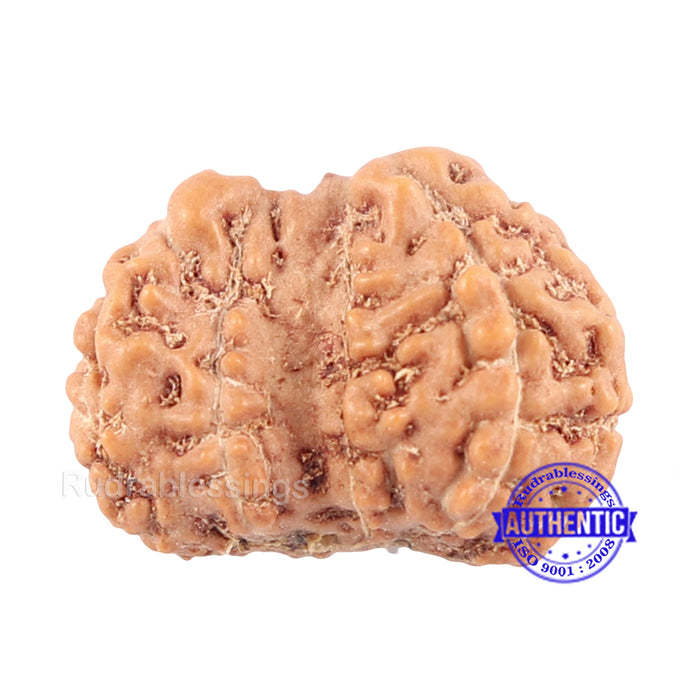 Trijudi Rudraksha from Indonesia Bead No. - 32