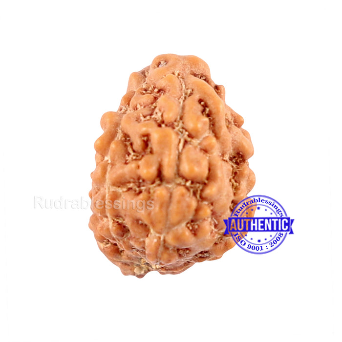 Trijudi Rudraksha from Indonesia Bead No. - 32