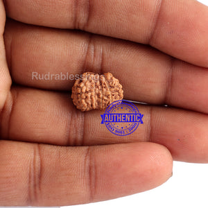 Trijudi Rudraksha from Indonesia Bead No. - 32