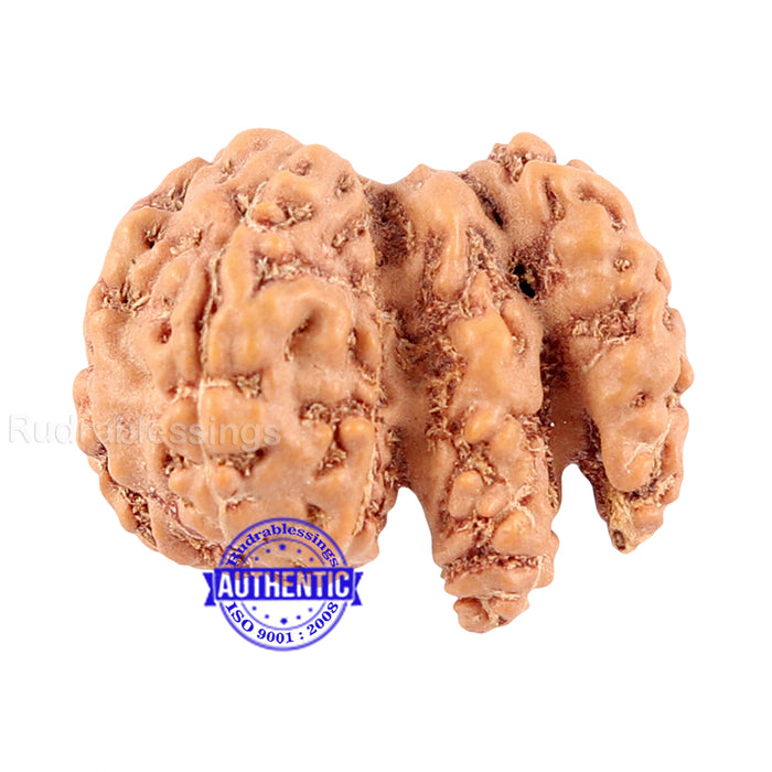 Trijudi Rudraksha from Indonesia Bead No. - 33