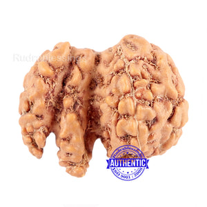 Trijudi Rudraksha from Indonesia Bead No. - 33
