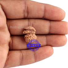 Load image into Gallery viewer, Trijudi Rudraksha from Indonesia Bead No. - 33
