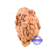 Load image into Gallery viewer, Trijudi Rudraksha from Indonesia Bead No. - 34
