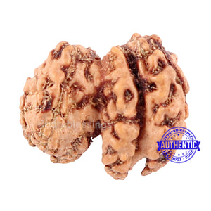 Trijudi Rudraksha from Indonesia Bead No. - 34