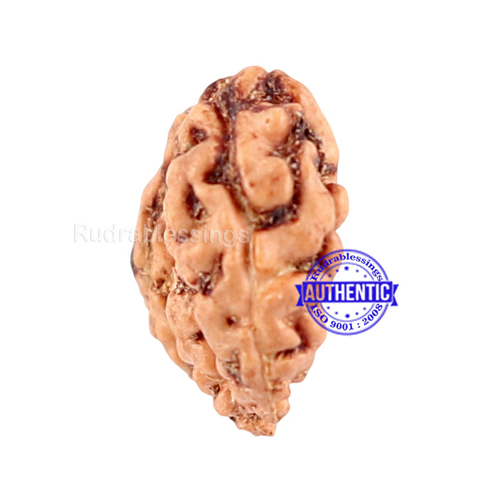 Trijudi Rudraksha from Indonesia Bead No. - 34