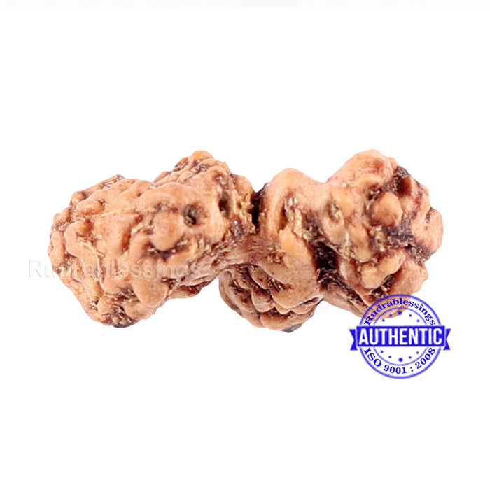 Trijudi Rudraksha from Indonesia Bead No. - 34