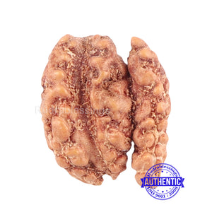 Trijudi Rudraksha from Indonesia Bead No. - 35