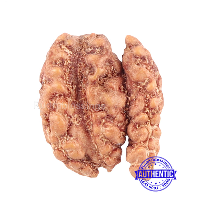 Trijudi Rudraksha from Indonesia Bead No. - 35