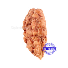 Load image into Gallery viewer, Trijudi Rudraksha from Indonesia Bead No. - 35
