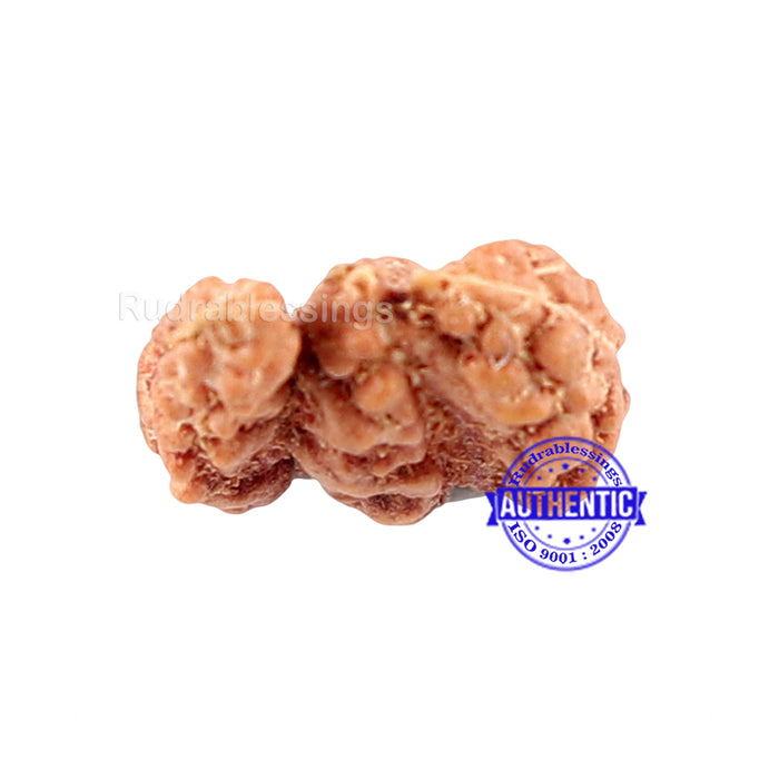 Trijudi Rudraksha from Indonesia Bead No. - 35