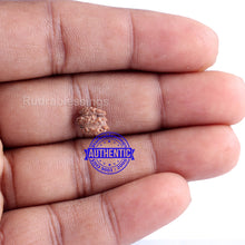 Load image into Gallery viewer, Trijudi Rudraksha from Indonesia Bead No. - 36
