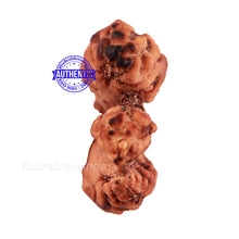 Load image into Gallery viewer, Trijudi Rudraksha from Indonesia Bead No. 48
