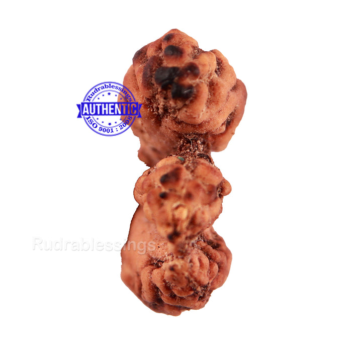 Trijudi Rudraksha from Indonesia Bead No. 48