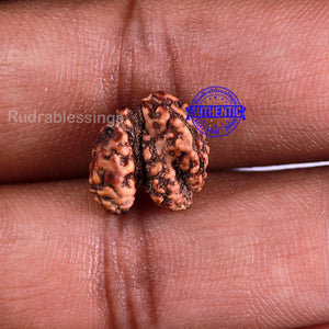 Trijudi Rudraksha from Indonesia Bead No. 48